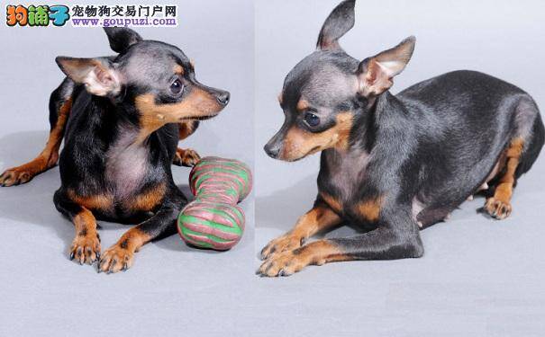 小鹿犬口腔定期保健 换得小鹿犬一口好牙