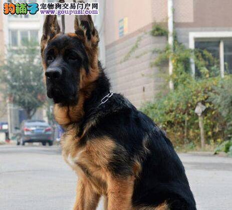 德国牧羊犬的后腿走不了路应怎么办