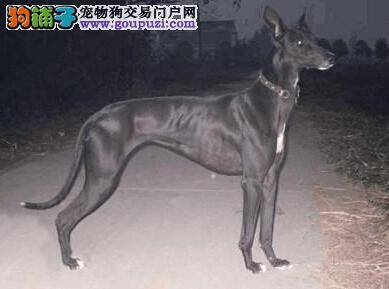 关注狗狗的细节护理知识 让格力犬远离中暑