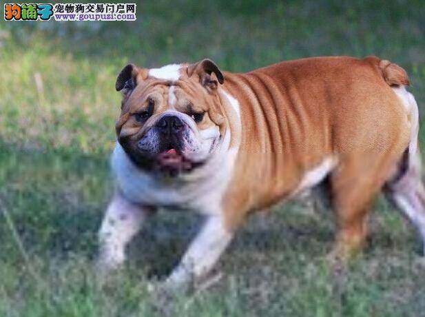 宠物教练告诉你怎样让斗牛犬学会拒食本领