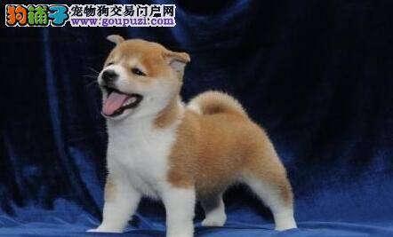 调教柴犬期间应谨记的三种态度