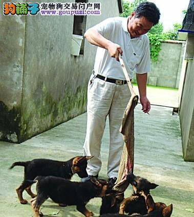 农家6只小德牧  有望成为南京警方的后备警犬