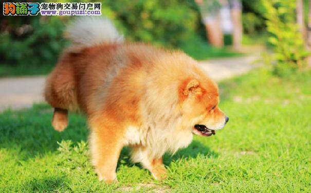 准备饲养松狮犬须知松狮生活习性