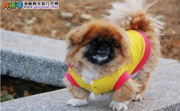 京巴犬患糖尿病的症状 京巴犬患糖尿病主要治疗方法