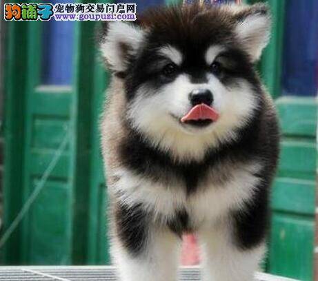 阿拉斯加犬有口臭应如何清除掉