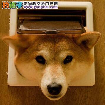 确诊病因总结柴犬生病时为什么会咳嗽