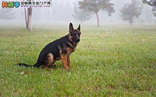 德国牧羊犬常见疾病有哪些？