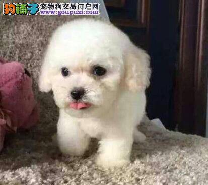 贵宾犬的右眼睛出现很多眼屎是什么情况