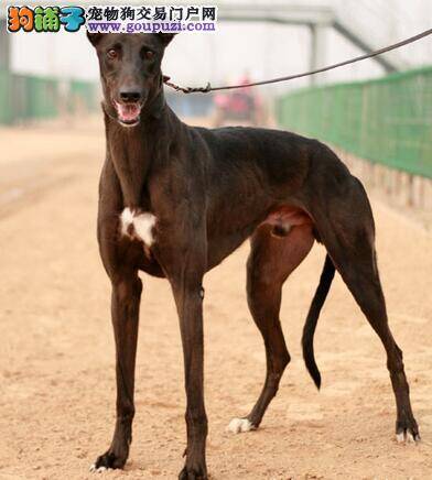 格力犬最近口吐白沫，没事吧