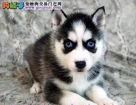 哈士奇的眼角有些红了是什么原因