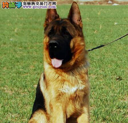 德国牧羊犬拉黄色稀便是怎么回事