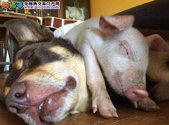 澳洲一小猪把自己当成狗 每天与狗为伴
