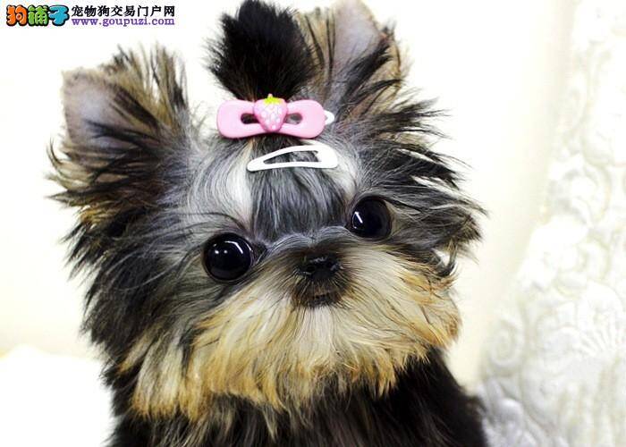 在给约克夏喂食过程中应该掌握的原则