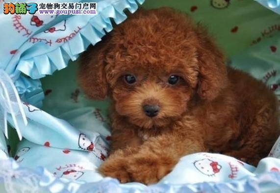 教你分辨泰迪犬是否纯种的方法