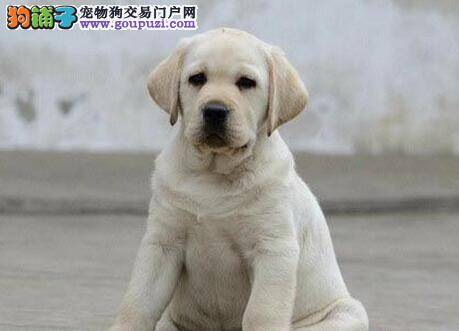 拉布拉多犬眼睛有些肿是什么问题，应怎么办