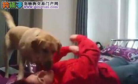 小区内提倡文明养犬 专门为宠物狗准备方便袋