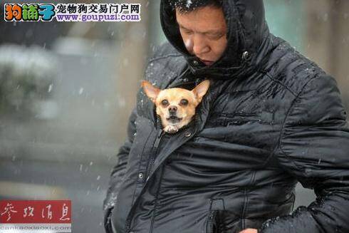 英国《独立报》就中国规范宠物狗标准发表评论