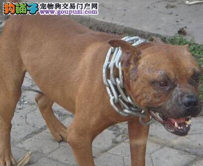 训练百分百 如何正确使用比特犬的牵引绳