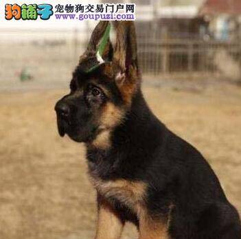 德国牧羊犬拉肚子了怎么办