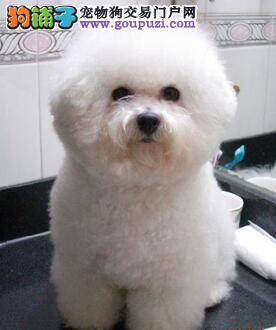 纯种比熊犬的特征 怎样挑选精神头好的比熊犬