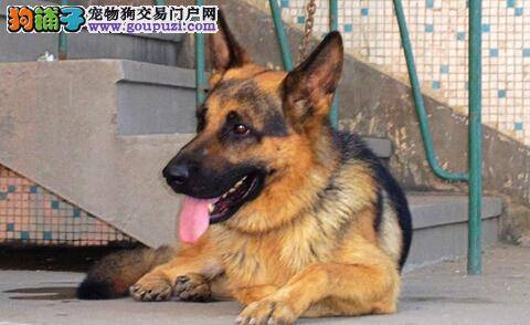 训练德国牧羊犬的最佳奖励方法和进度
