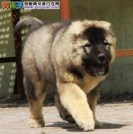 高加索犬嘴巴周发红，它总爱舔是皮肤病么