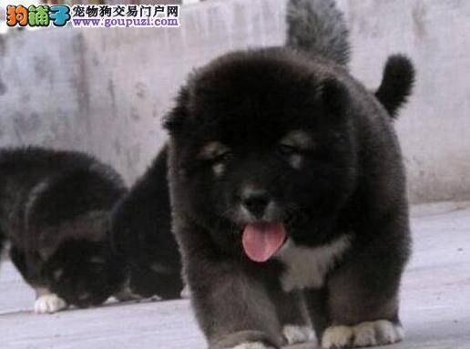 高加索犬患上犬瘟热应如何治疗它