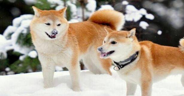 长相比较普通的秋田犬有许多让人喜欢的优点