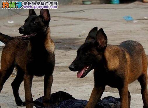 有备而来 饲养年幼马犬知识小手册