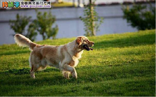 养狗知识：什么是金毛犬的急慢性运动伤害