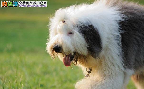 古代牧羊犬的小饮食大道理