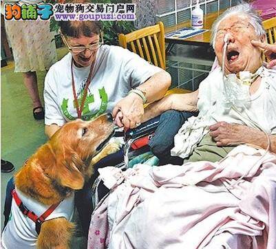 台湾开辟工作犬新职业 狗狗充当医生能“行医救人”