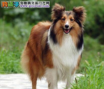 瘦美人之超级简单的帮助喜乐蒂犬成功减肥