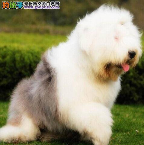 四个月的古代牧羊犬总咳嗽，如何治愈它