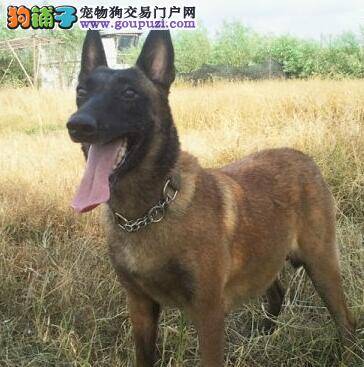 废物利用 马犬发声玩具的制作方式