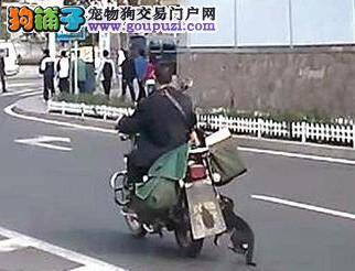 男子用摩托车拖着小狗狂奔，市民拦下男子解救小狗