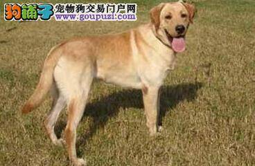 饲养有方法 拉布拉多犬产前需要做好哪些准备