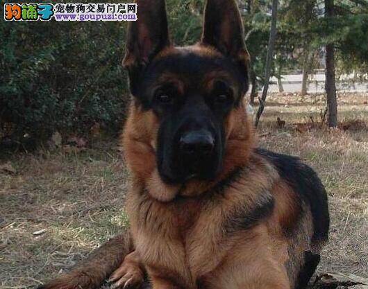 让德国牧羊犬健康过冬的小提示