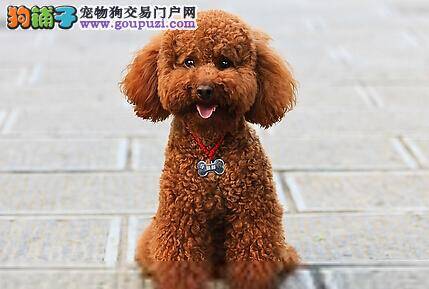 宠物高手指点饲养贵宾犬期间应该注意哪些事项