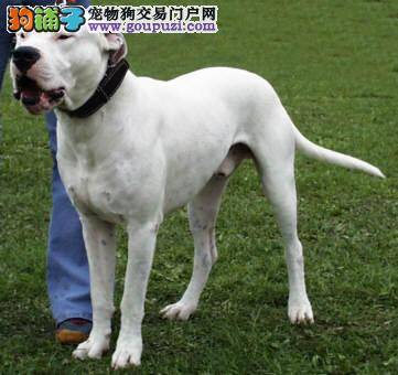 杜高犬这几天不吃不喝，总吐是怎么了