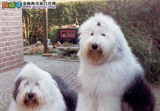 炎炎夏季照顾古代牧羊犬的最佳方法