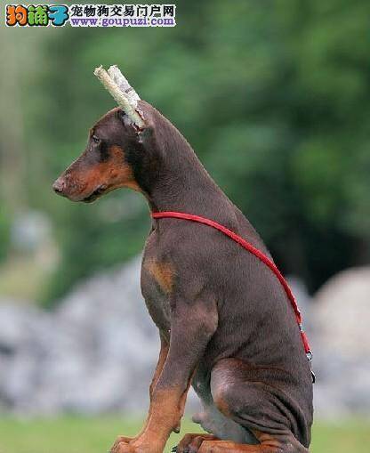 三个月的杜宾犬便便很软，很臭是为什么