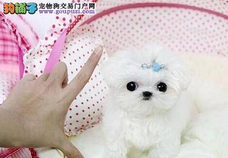 饲养马尔济斯犬有没有新思路