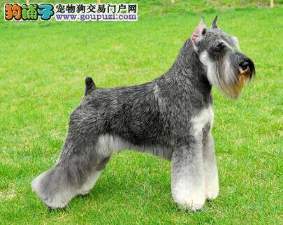 真假海藻辨别方法 教你正确的辨别雪纳瑞的海藻粉