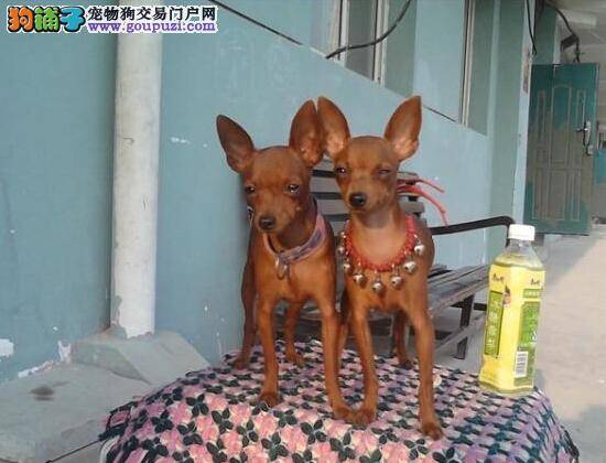 喂养更方便 选择适合小鹿犬吃的商业食品有哪些原则