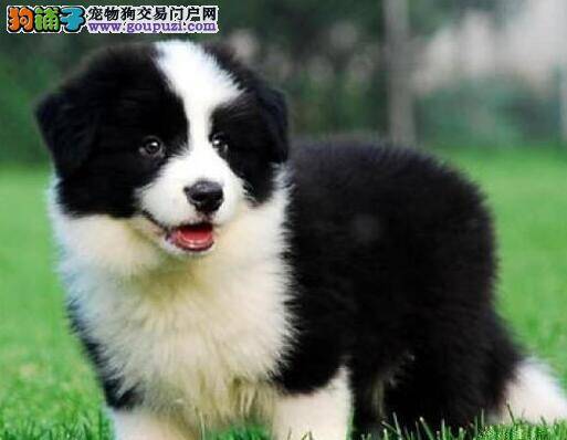 边境牧羊犬分娩之前需要准备什么及注意事项