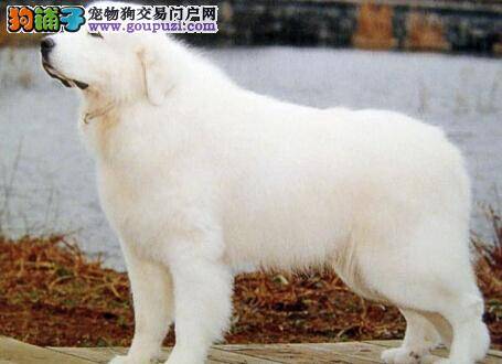 宠物吃饭的智慧 大白熊犬为什么不吃狗粮