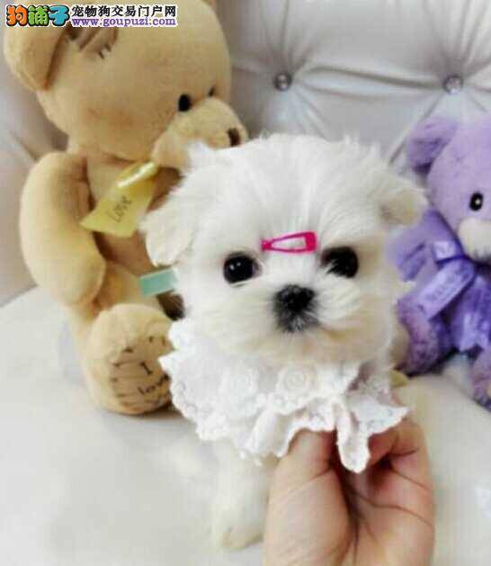 请问两个月的马尔济斯犬一天吃几顿