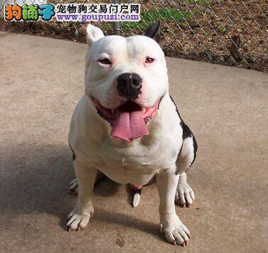 防治狗狗消化不良 给比特犬一个好身体