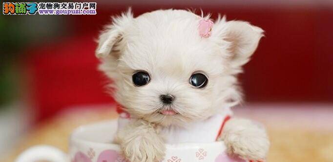 新手可以这样饲养茶杯犬